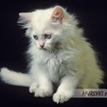 whitecat1